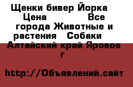 Щенки бивер Йорка  › Цена ­ 30 000 - Все города Животные и растения » Собаки   . Алтайский край,Яровое г.